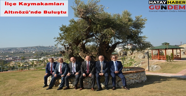 Hatay’ın Altınözü ilçesinde buluşan ilçe kaymakamları, kentin en yaşlı zeytin