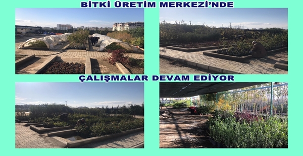 BİTKİ ÜRETİM MERKEZİ’NDE ÇALIŞMALAR DEVAM EDİYOR Antakya Belediyesi Bitki Üretim