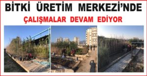 Çelik üretim yöntemi, fide ve fidan yöntemleri ile üretimi gerçekleştirilmekte