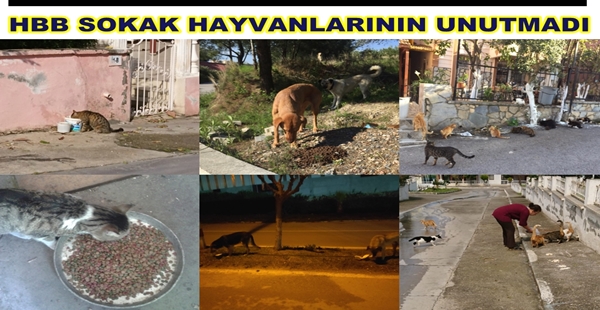 HBB SOKAK HAYVANLARININ UNUTMADI