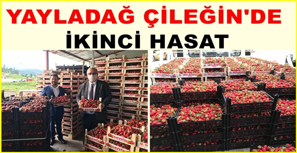 YAYLADAĞ ÇİLEĞİN’DE İKİN’Cİ HASAT