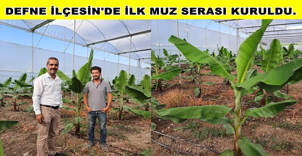 DEFNE İLÇEMİZDE İLK MUZ SERASI KURULDU.