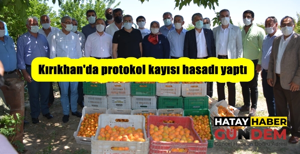 Kırıkhan’da protokol kayısı hasadı yaptı