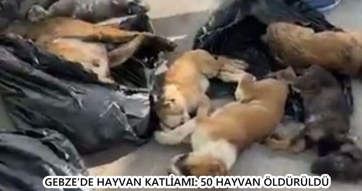 GEBZE’DE HAYVAN KATLİAMI: 50 HAYVAN ÖLDÜRÜLDÜ