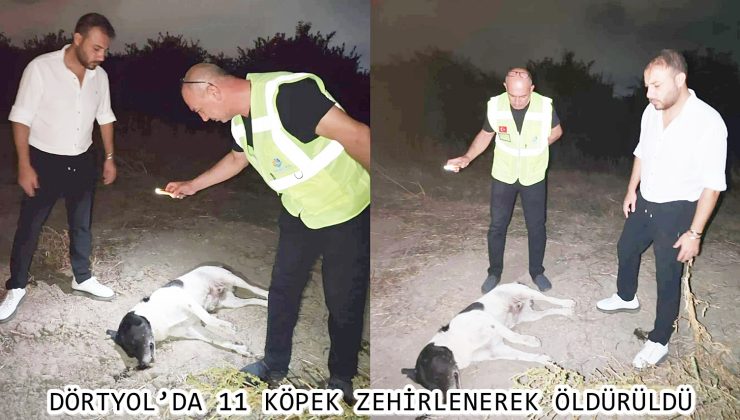 DÖRTYOL’DA 11 KÖPEK ZEHİRLENEREK ÖLDÜRÜLDÜ