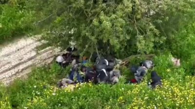 HATAY’DA 2 ORGANİZATÖR VE 42 DÜZENSİZ GÖÇMEN YAKALANDI Hatay İl Jandarma Komutanlığı ekiplerince Altınözü ve Yayladağı ilçelerinde düzenlenen