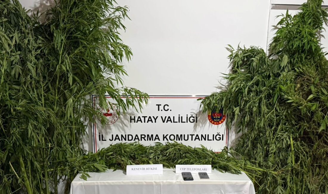 SAMANDAĞ’DA JANDARMA’DAN YASADIŞI KENEVİR OPERASYONU Hatay İl Jandarma Komutanlığı ekipleri, Samandağ ilçesinde uyuşturucu madde üretimi